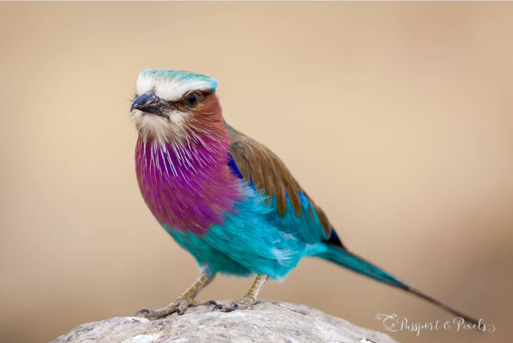 Lecture on birdlife to students